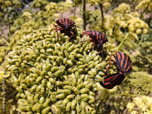 ESCARABAJOS EN UNA FLOR