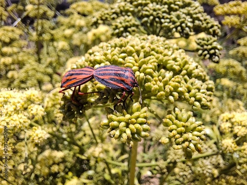 ESCARABAJOS EN UNA FLOR