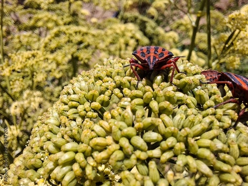 ESCARABAJOS EN UNA FLOR