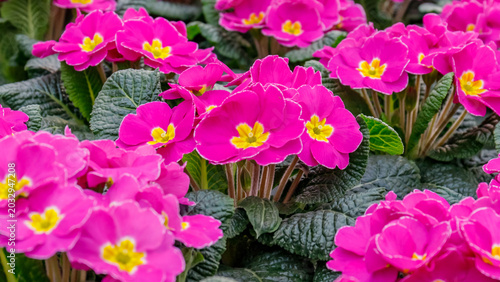 Quadro su tela Bright pink flowers bloom in a garden setting during spring in full sunlight, sh