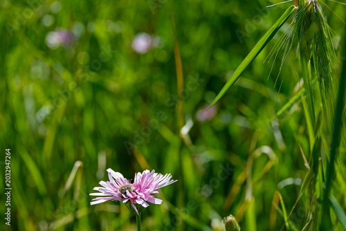 beautiful wildflowers in Apulia in springtime