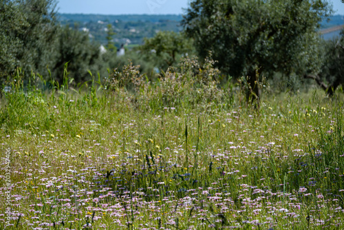 landscape near Otranto in Apulia in Italy