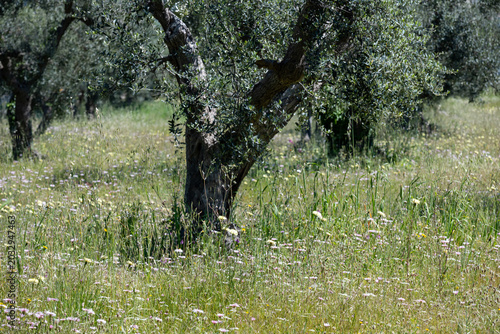 landscape near Otranto in Apulia in Italy