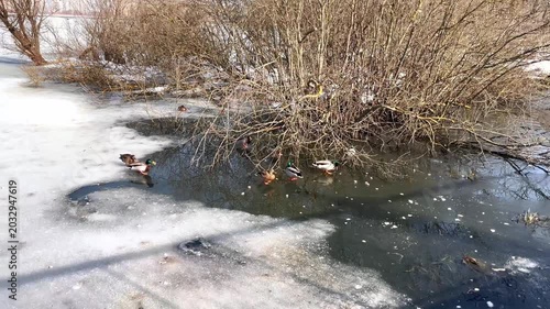 Group of ducks actively foraging in a partially frozen pond, surrounded by bare bushes and patches of ice, illustrating the seasonal transition from winter to spring in a serene outdoor environment