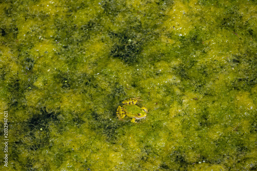 green frog in a green pond in apulia