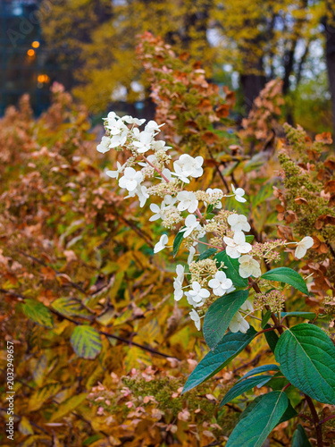 a branch of flowering Hydrangea paniculata in autumn