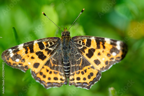 Canvas-taulu The map exhibits seasonal dimorphism: a spring form.