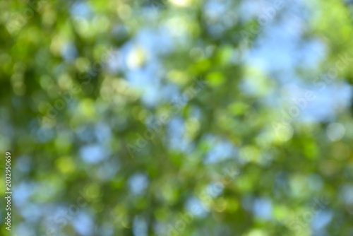 blurry light of leaf plant and tree in sky background with sunny day on garden