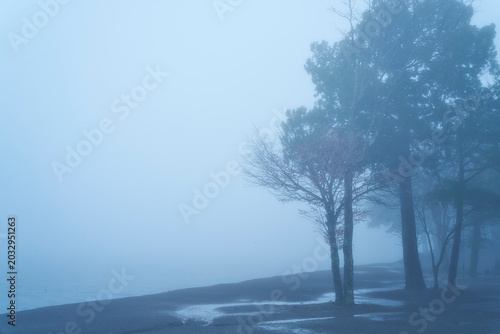 Tableau sur toile Beyond the tips of the branches dissolving into the mist, lies the quiet end of our journey
