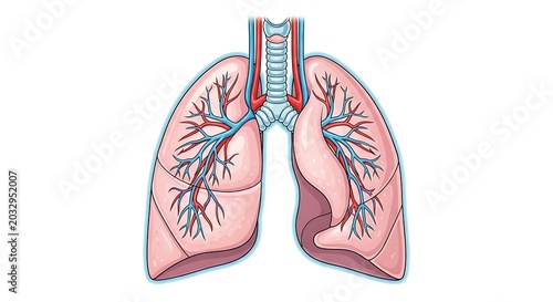 Colorful illustration of human lungs with bronchial tubes.
