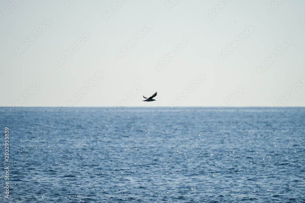 Naklejka premium 青空に羽ばたく海鳥｜広告やブログに使いやすい自然背景