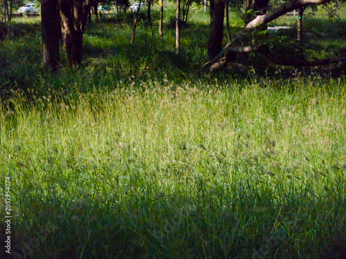 Foto unlight illuminates a patch of tall green wild grass growing near dark tree trunks