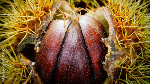 Fotografía Close-up view of a chestnut showing its outer shell and spiky husk on a bright d
