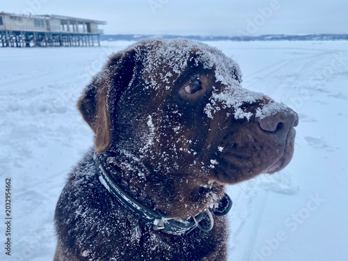 Snowy dog portrait — chocolate retriever‑type on a frozen lake
