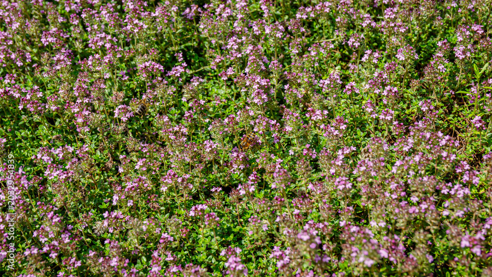 Fototapeta premium Wild flowers bloom in a field during springtime in a sunny garden