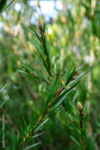  Close-up of vibrant green branches and young buds of Melaleuca alternifolia tea tree plant growing outdoors on a sunny day.