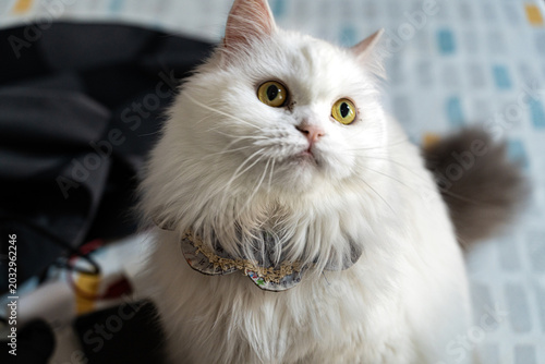 Foto White Long Hair Cat with Bandana Collar Looking at Camera Indoors