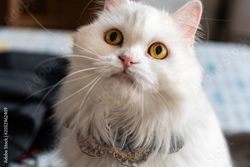 Foto White Fluffy Cat Staring at Camera with Big Amber Eyes Close Up Portrait