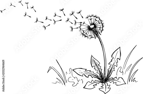 Dandelion vector sketch hand drawn line art in nature, dandelion seeds blowing in wind
