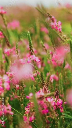 Soft pink blossoms sway gently in a lush meadow. Blurred background enhances dreamy, romantic atmosphere. Ideal for scenes of calm, nature, or springtime. Perfect for wedding, travel