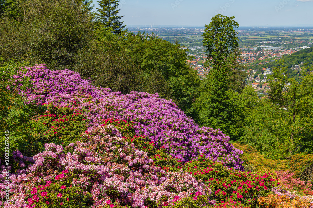 Obraz premium View of flowers and trees overlooking a valley on a sunny day in the countryside with distant cityscape in the background
