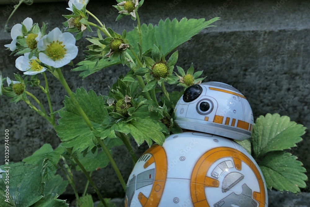 Naklejka premium BB8 astromech droid model from Star Wars is examining spring flowering straweberry plant, latin name Fragaria ananassa, growing from concrete fittings in garden. 