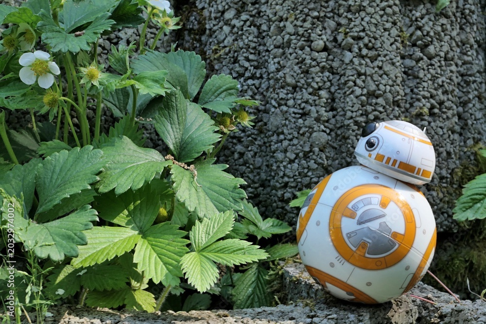 Naklejka premium BB8 astromech droid model from Star Wars adoring spring flowering straweberry plant, latin name Fragaria ananassa, growing from concrete fittings in garden. 
