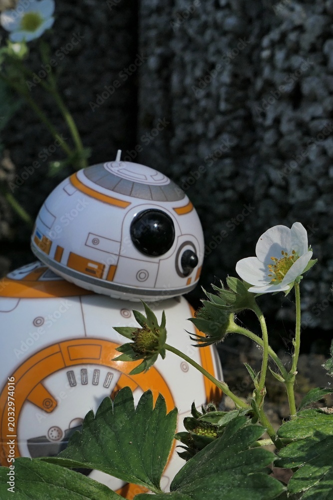 Naklejka premium Star Wars BB8 astromech droid model adoring spring flowers of straweberry plant, latin name Fragaria ananassa, growing from concrete fittings in garden. 