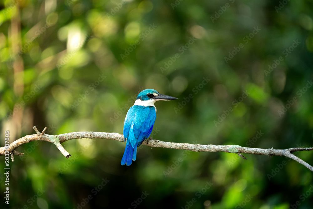 Fototapeta premium kingfisher on a branch