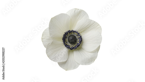 Cuadro en lienzo Delicate white anemone flower with dark center, isolated on transparent backgrou