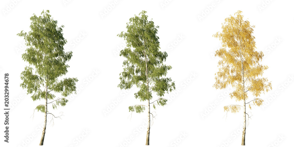 Fototapeta premium Birch trees isolated on transparent background for environment design and vegetation asset. 3D rendering.