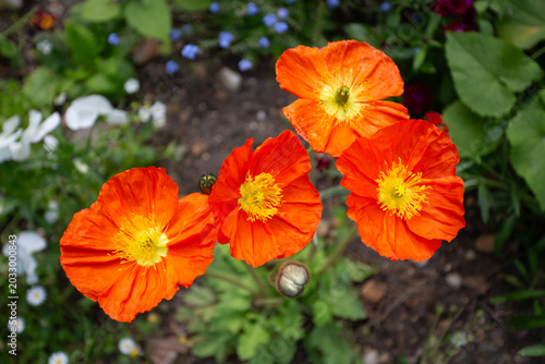 Fotografía Pavot d'Islande en fleurs