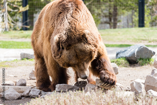 West Yellowstone, Montana, USA - May 15, 2017: Grizzly Bear Forage at West Yellowstone's Grizzly & Wolf Discovery Center