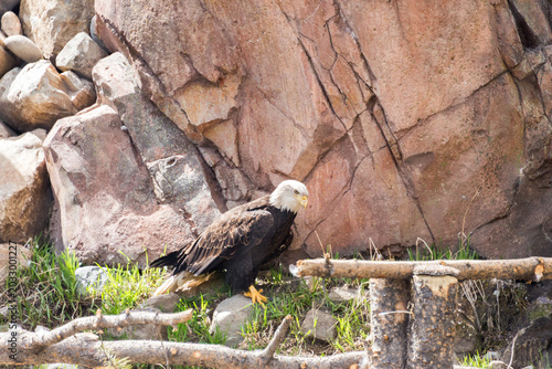 West Yellowstone, Montana, USA - May 15, 2017: Bald Eagle at Grizzly & Wolf Discovery Center West Yellowstone