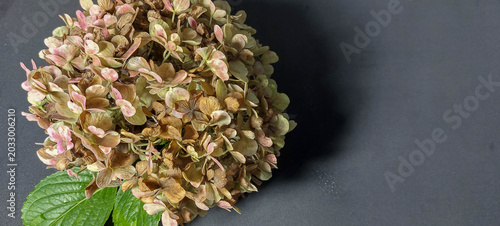 Dried hydrangea flowers close-up, macro photography