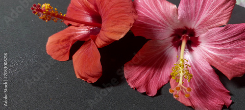 Hibiscus flower ( Hibiscus rosa-sinensis)close-up. Macro photography of a flower