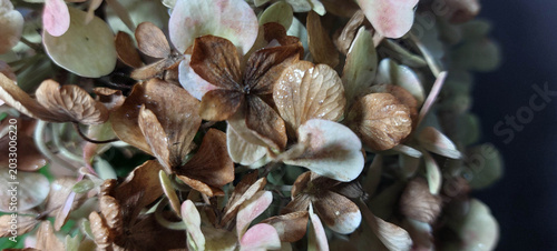Dried hydrangea flowers close-up, macro photography