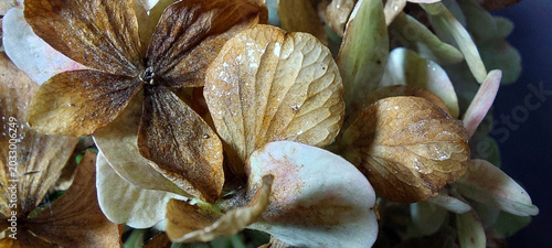 Dried hydrangea flowers close-up, macro photography