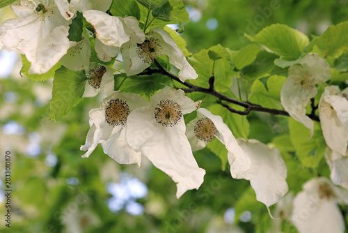 Bild auf Leinwand Macro image of white Handkerchief Tree bracts in Spring, Derbyshire England