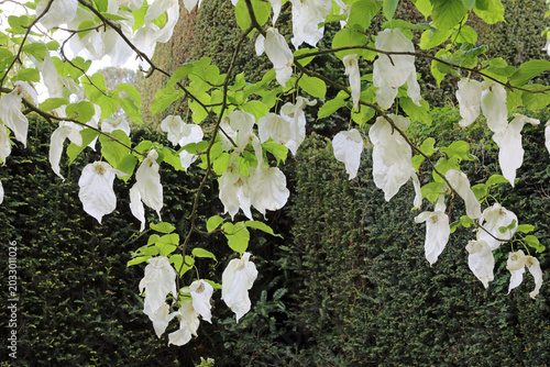 Tableau sur toile White Handkerchief Tree bracts in Spring, Derbyshire England