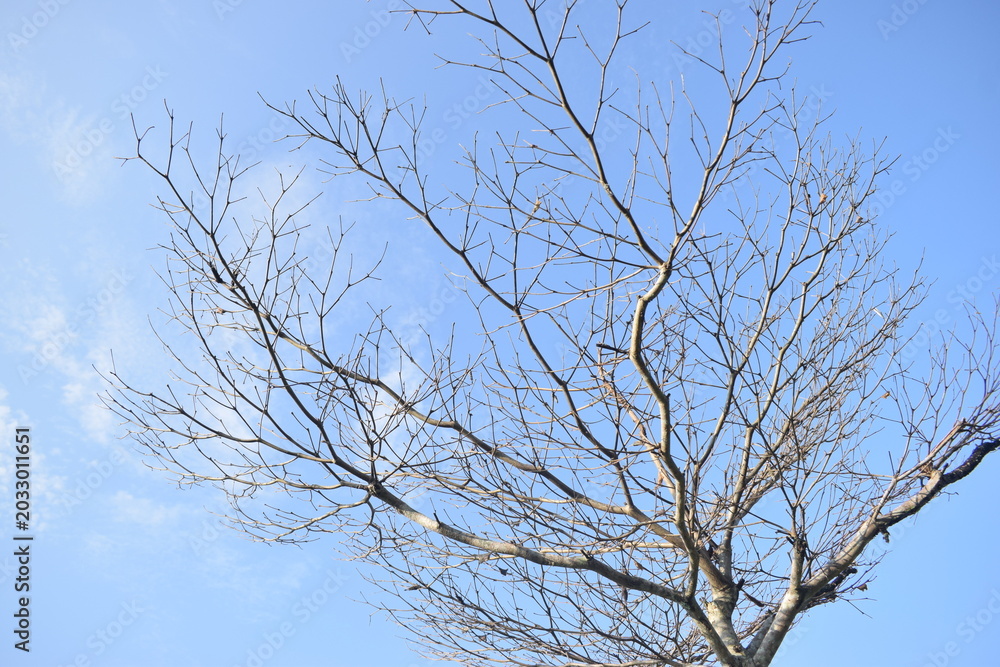 Obraz premium A wide scenic view of a bare deciduous tree canopy spreading its elegant branches across a beautiful, clear blue sky with light clouds.