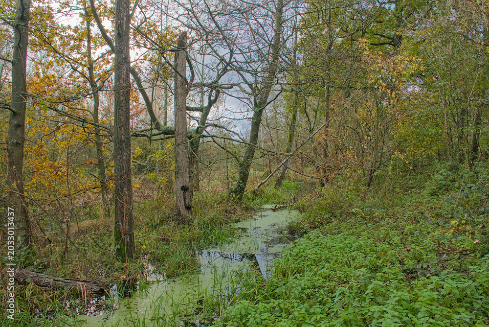 Obraz premium Swamp in an autumn forest in Vinderhoutse bossen nature reserve, Ghent, Flanders, Belgium 