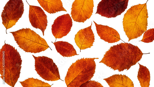 Autumn leaves in shades of orange and red