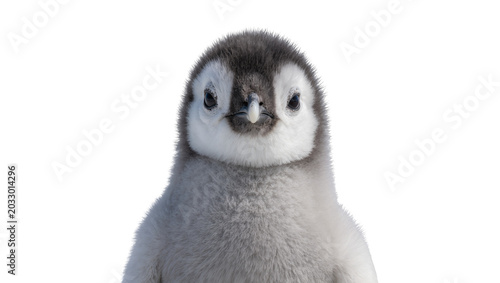 Tableau sur toile Fluffy baby penguin chick with grey downy feathers and dark eyes