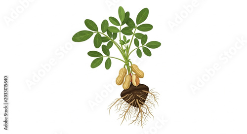 Tableau sur toile Peanut plant with roots and edible nuts on white background.