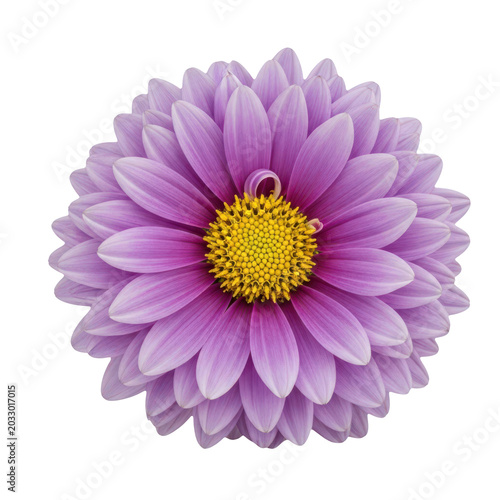 Close-up purple flower with yellow center isolated on transparent background