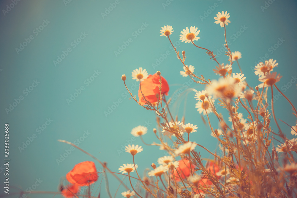 Obraz premium Red poppy flowers in a green field moving gracefully in the breeze. Nostalgic vintage aesthetic with warm sun rays and teal sky, creative editorial nature background.