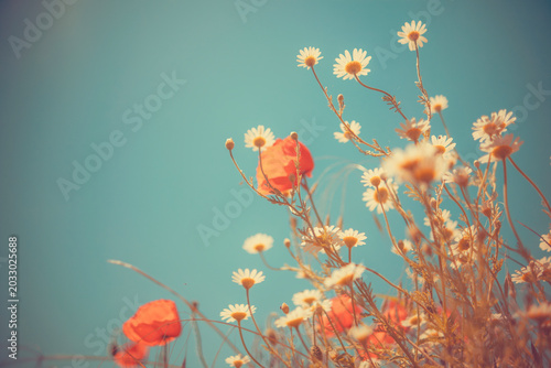 Bild auf Leinwand Red poppy flowers in a green field moving gracefully in the breeze