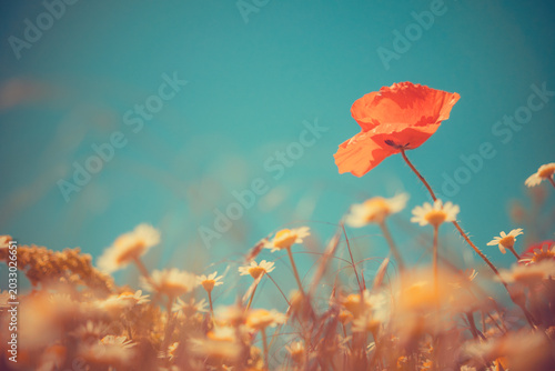 Detailed horizontal shot of vibrant red poppies with dew or water drops on petals. Dreamy vintage aesthetic with beautiful bokeh and golden light, nostalgic summer nature illustration.