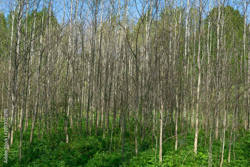 Forest of poplars in early spring.
